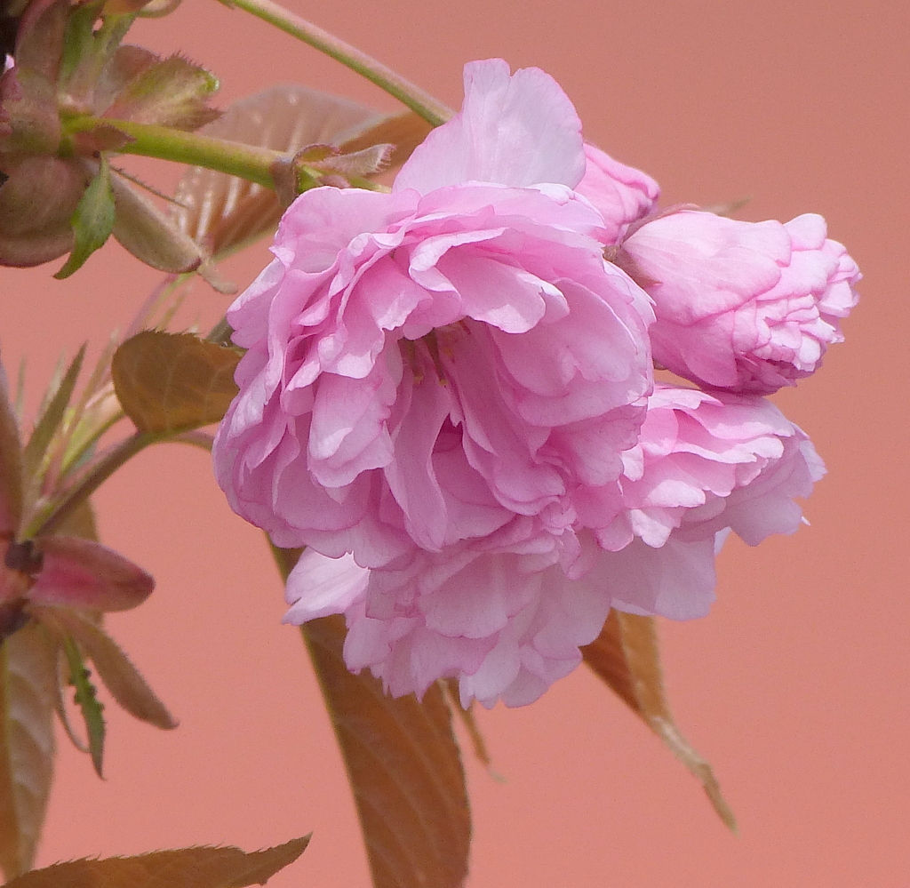 荒川堤の麒麟桜