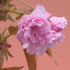 荒川堤の麒麟桜