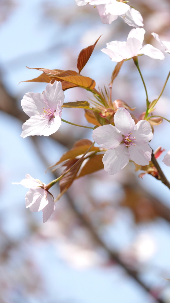 茶色葉と仙台屋桜