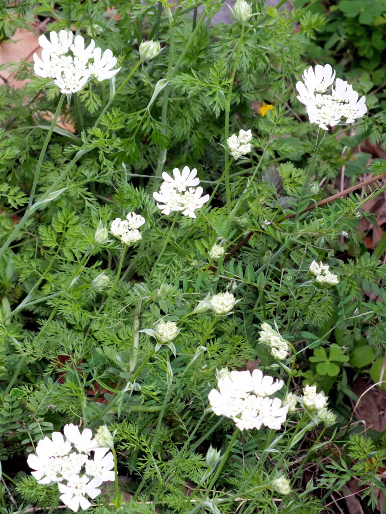 垣根の下に生えたホワイトレースフラワー