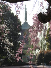 上の東照宮の五重塔と紅枝垂桜