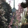 上の東照宮の五重塔と紅枝垂桜