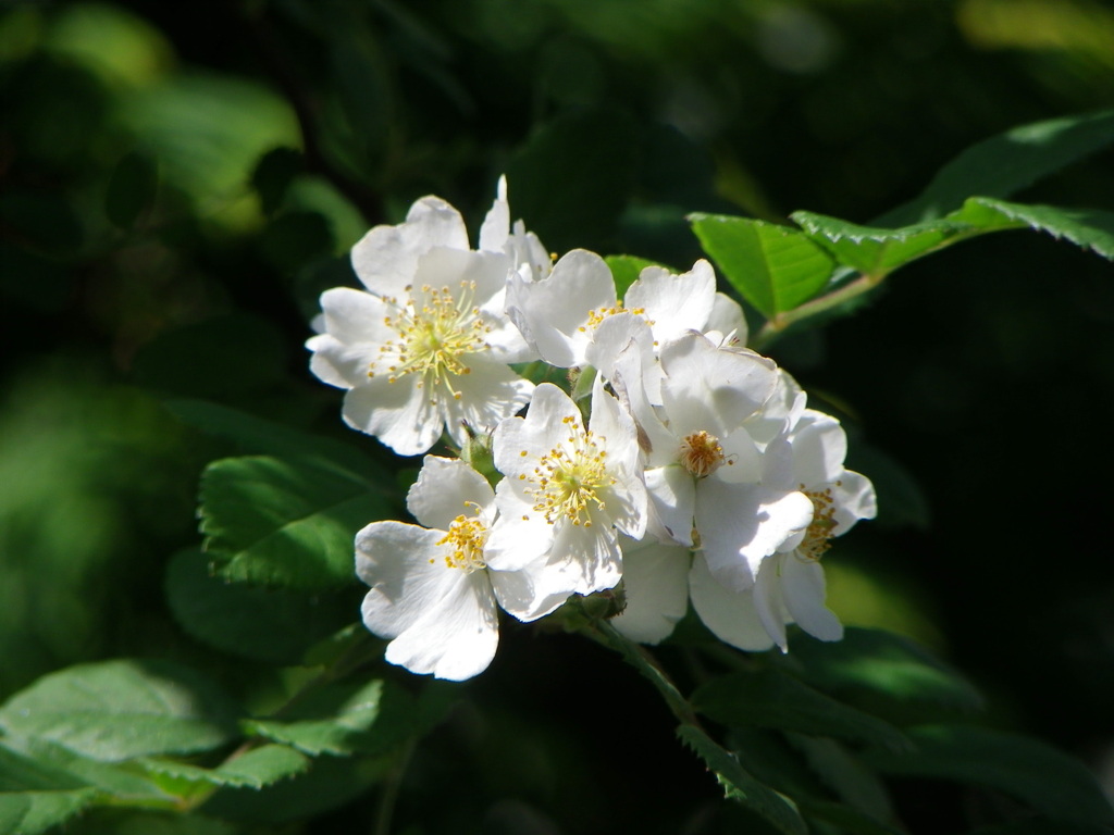 陽光の野薔薇
