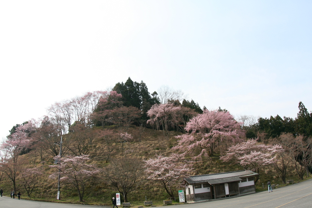 吉野山のパーキングの桜