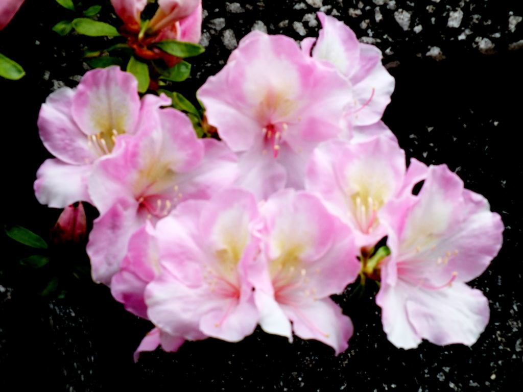 これもつつじ園芸品種