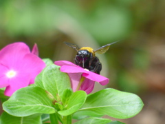 防災団地の花壇の日日草にクマバチ