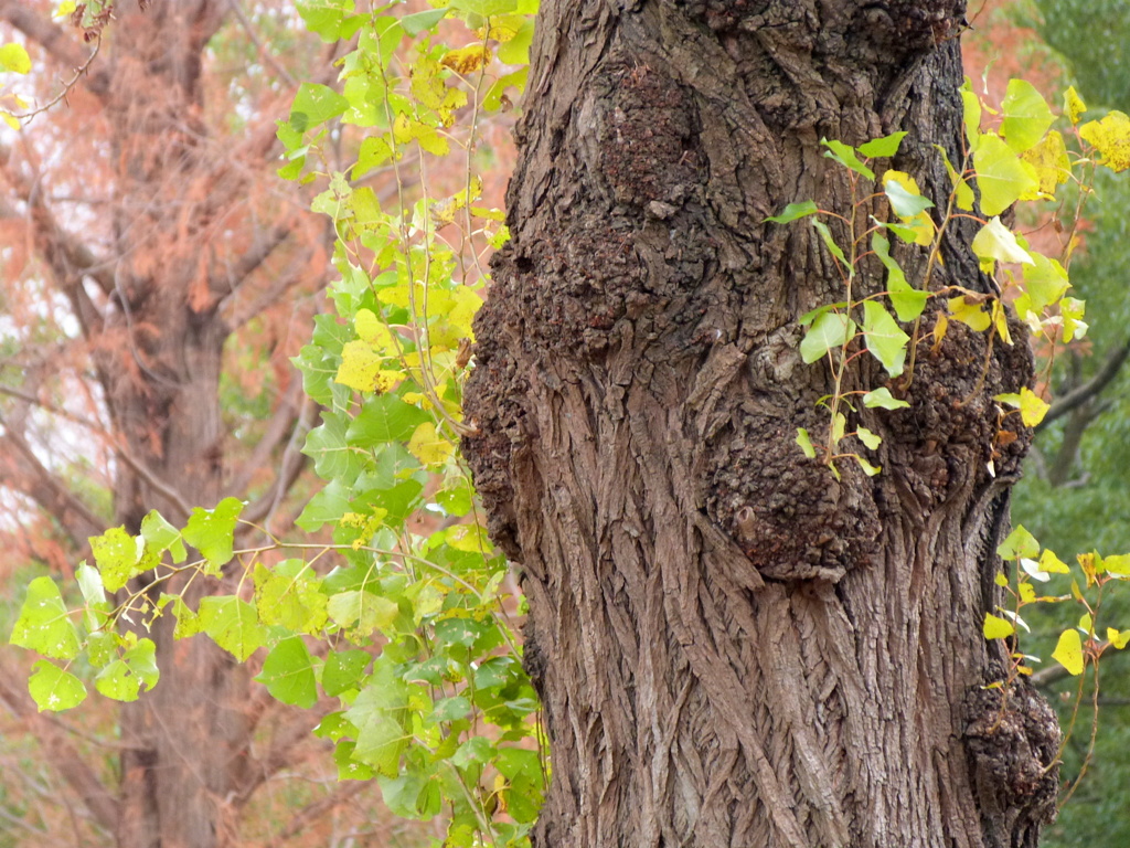 冬の元淵江公園のポプラとラクウショウ