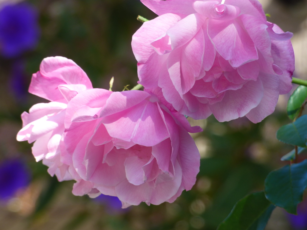 近所の晩秋の薔薇