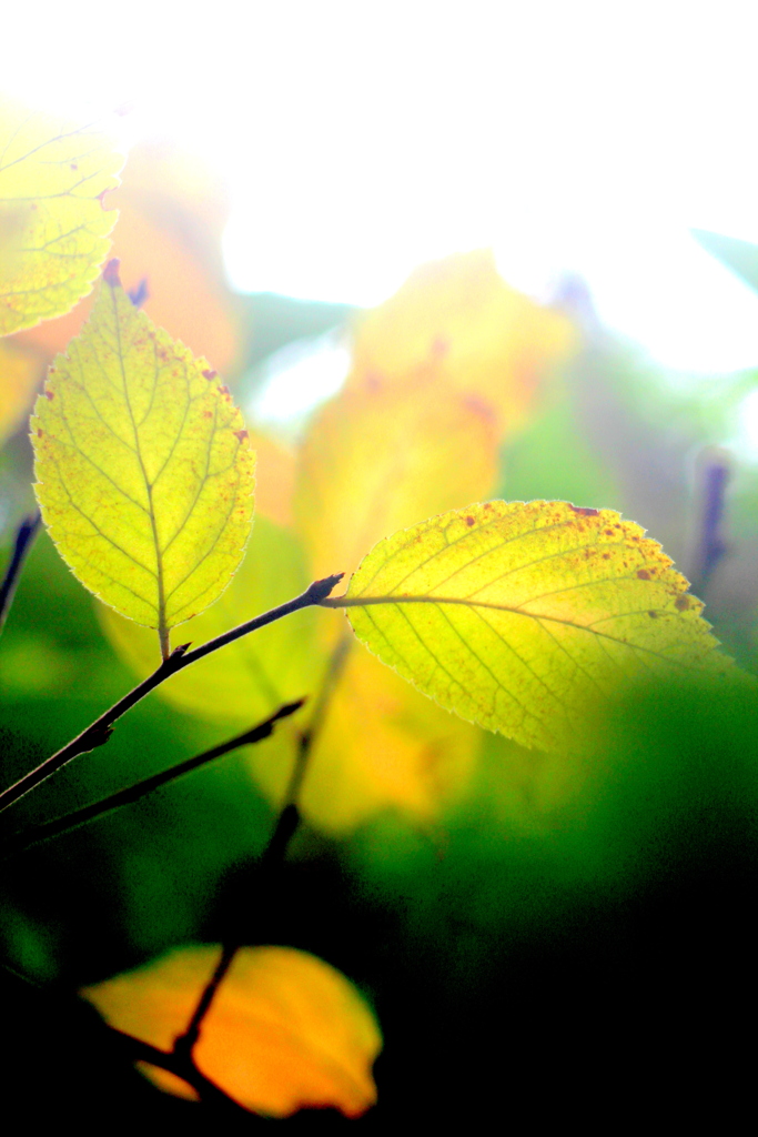 ゆすら梅の葉っぱのアート