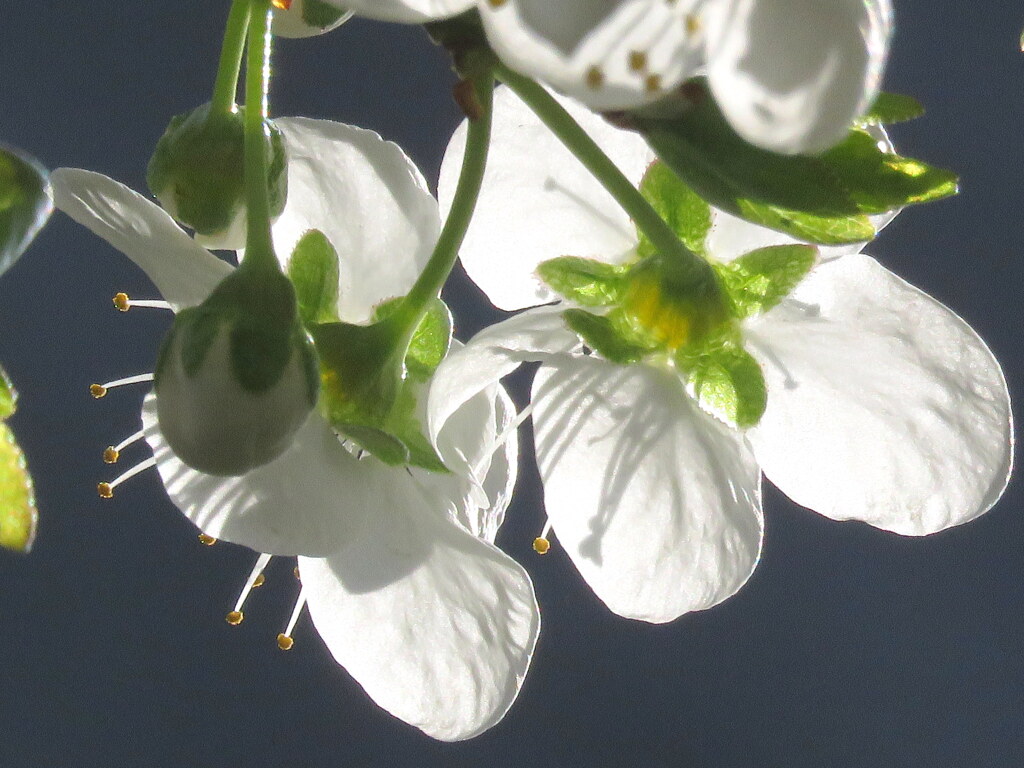 朝の逆光のスモモの花