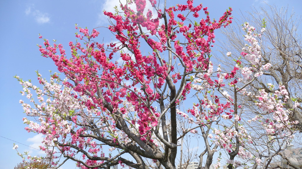 隅田川土手の源平花桃