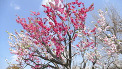 隅田川土手の源平花桃