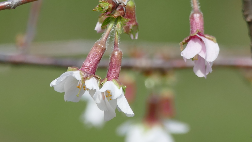 小石川植物園の丁子桜