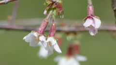 小石川植物園の丁子桜