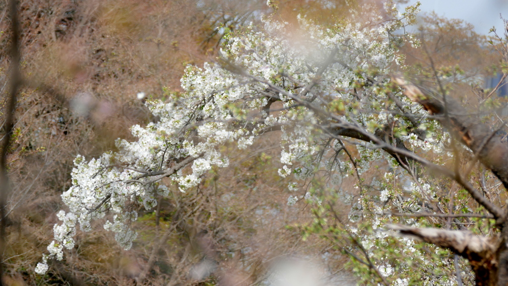 小石川植物園の満開の天城吉野古木