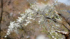 小石川植物園の満開の天城吉野古木