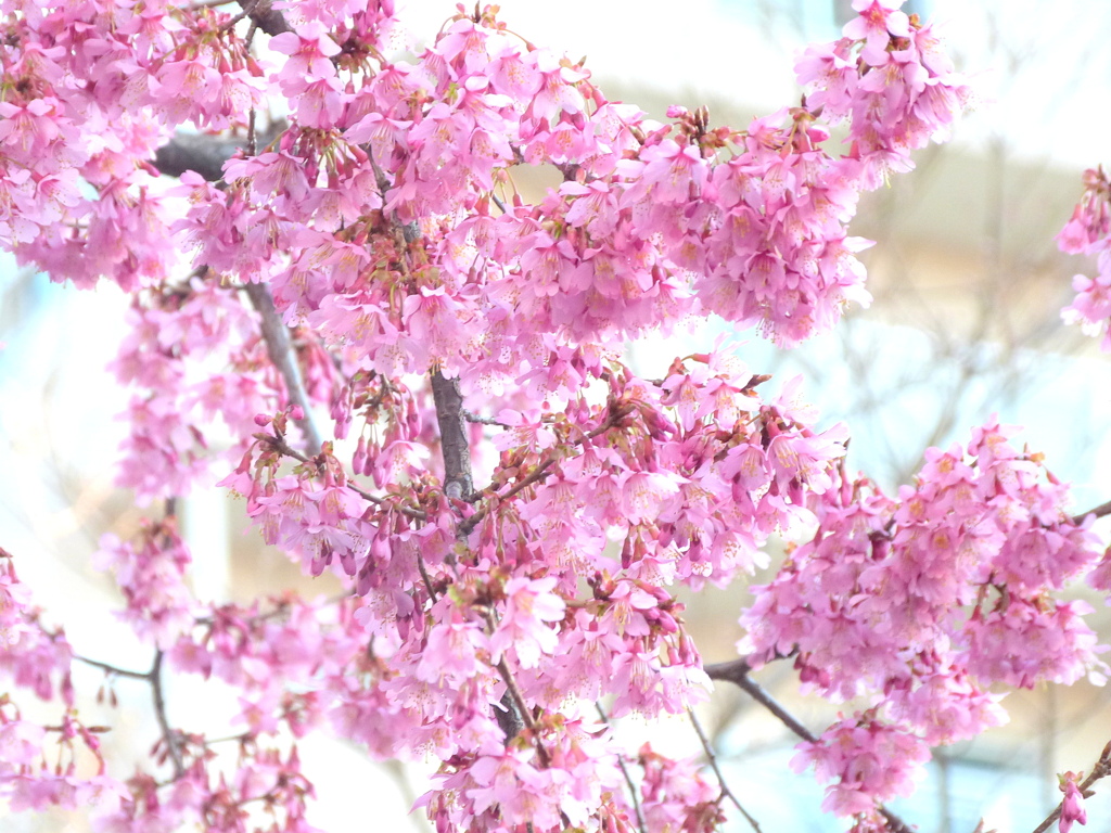 早朝のおかめ桜