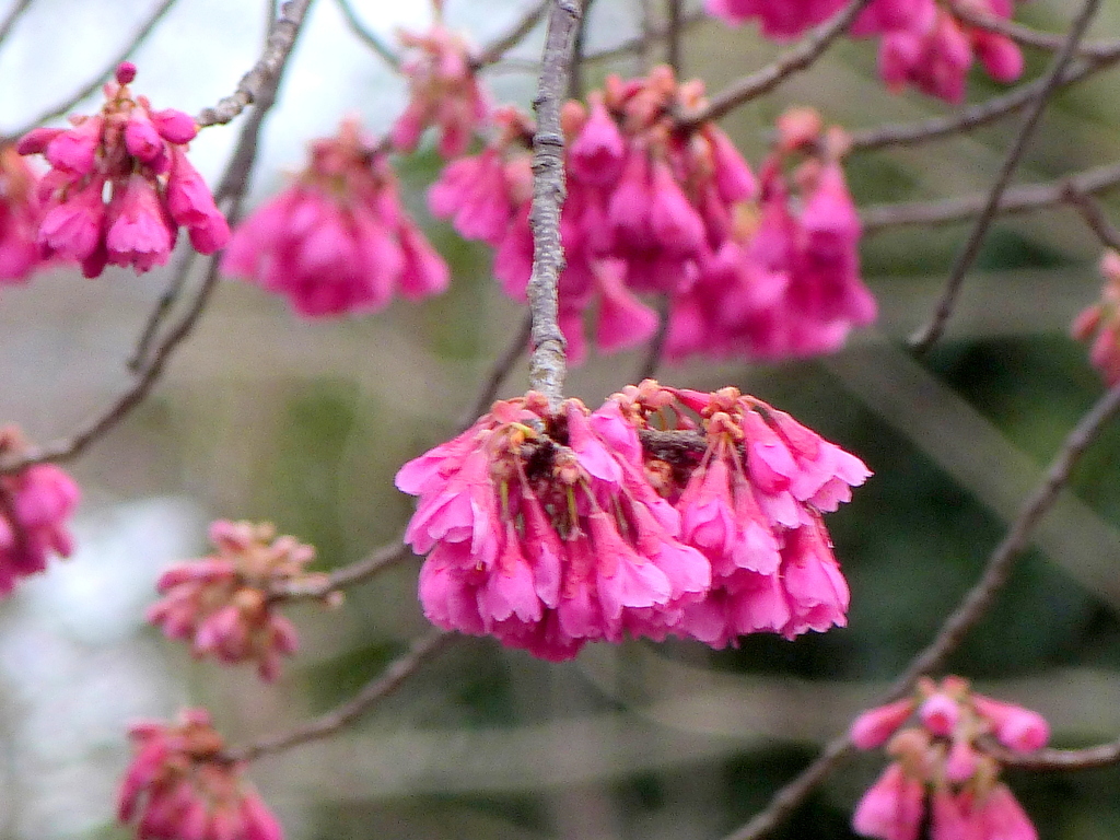垂れ下がる寒緋桜