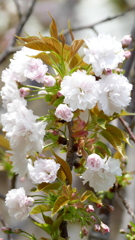 荒川堤の里ザクラ増山