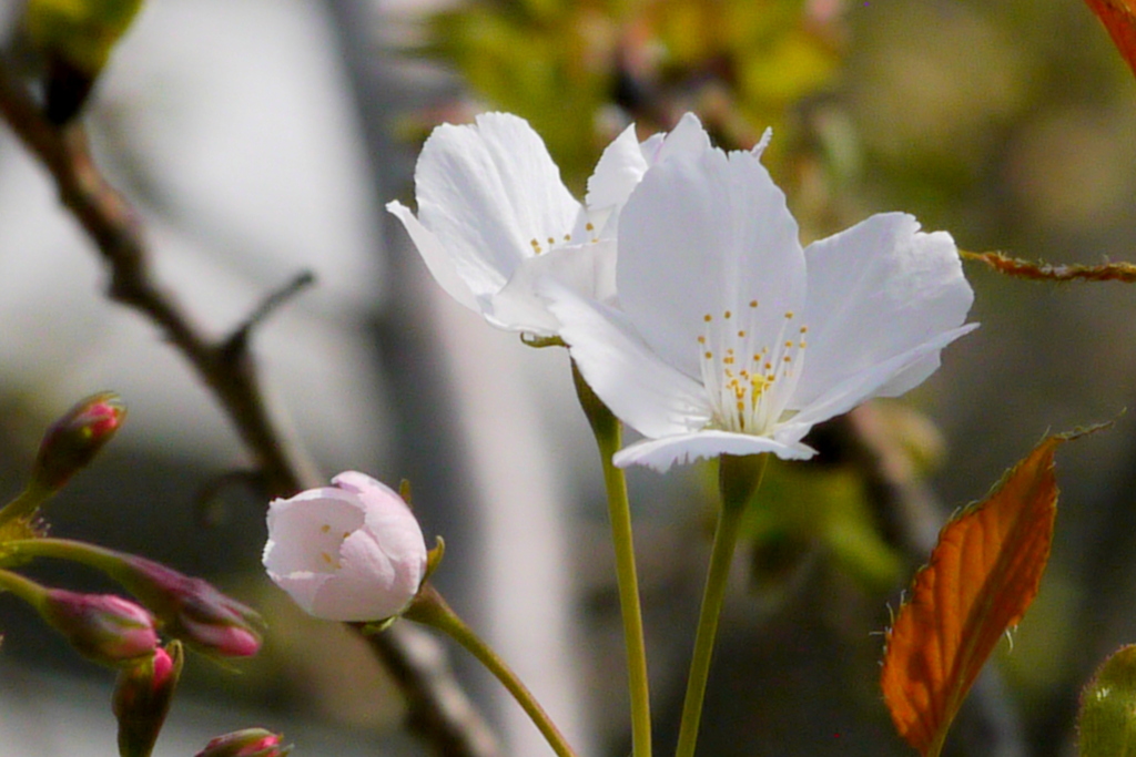千住大橋桜公園の駿河台匂桜咲きました