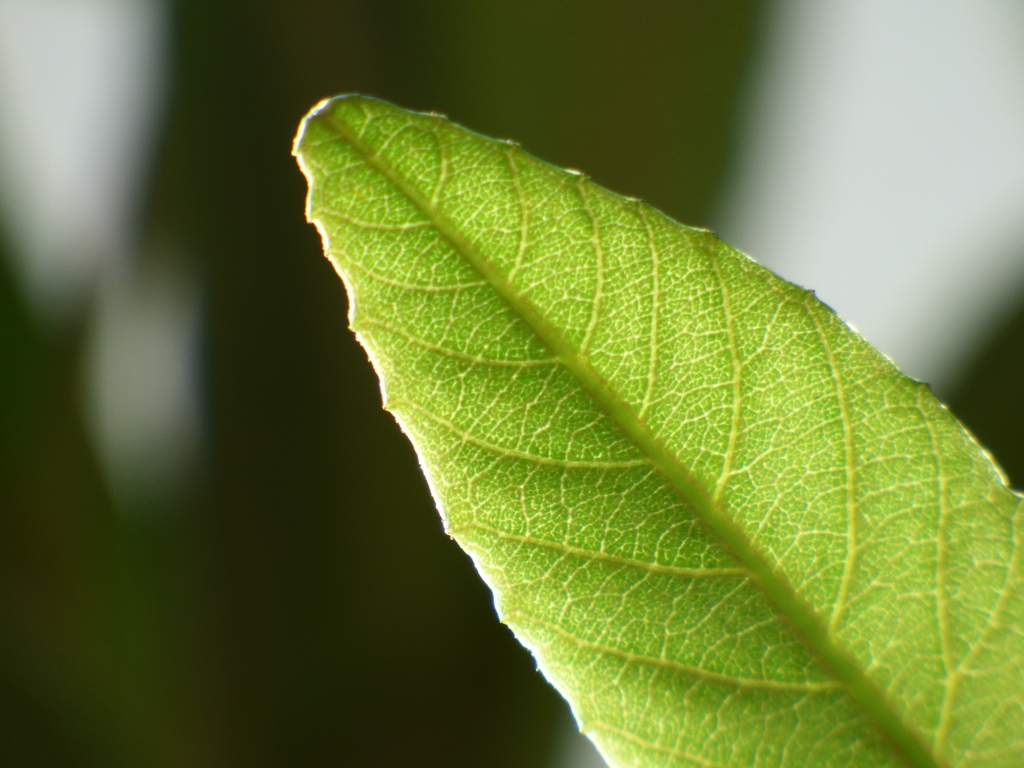 ビワの葉の葉脈
