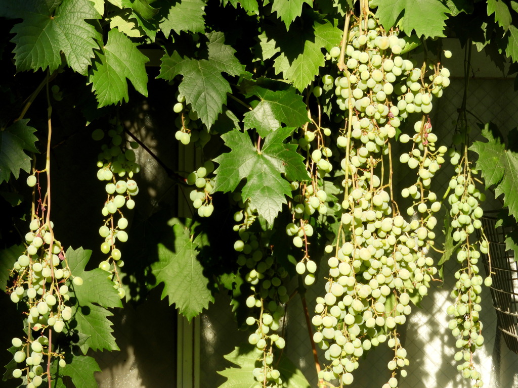 ブドウ・ナイヤガラ？