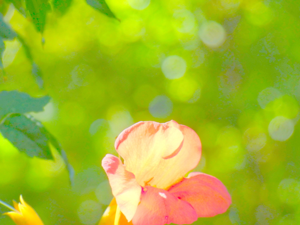 千住長円寺のノウゼンカズラ