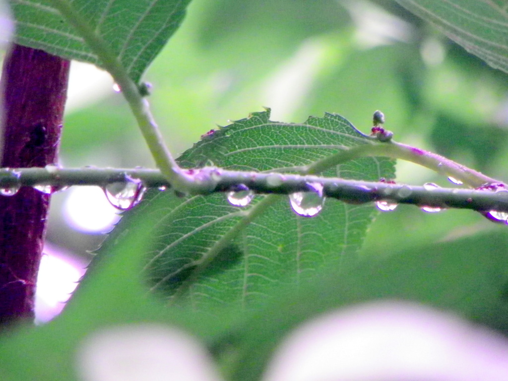 雨の大島桜
