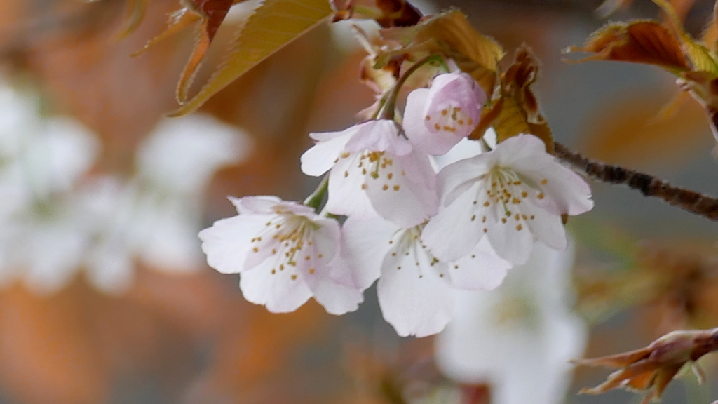 台東区橋場の山桜