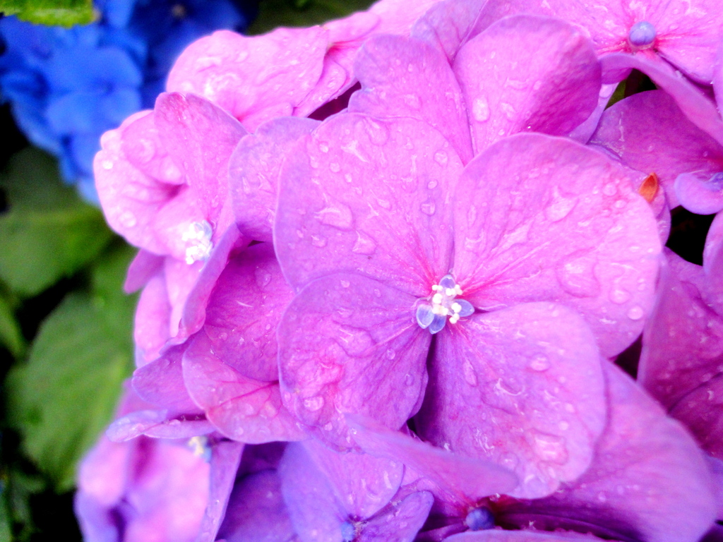 雨の紫陽花の蕊花