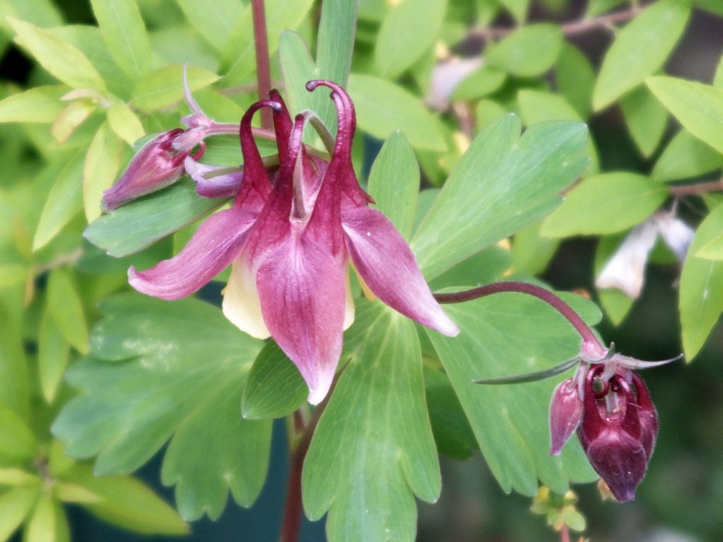 チョコレート色のセイヨウオダマキ