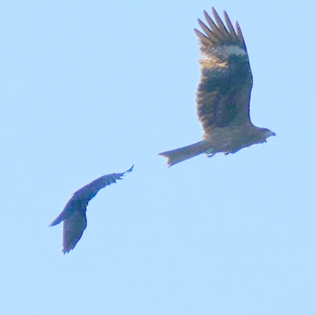 鳶