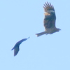 鳶