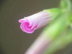 ムラサキカタバミの花蕾