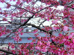 東武浅草線と咲きだした雅桜