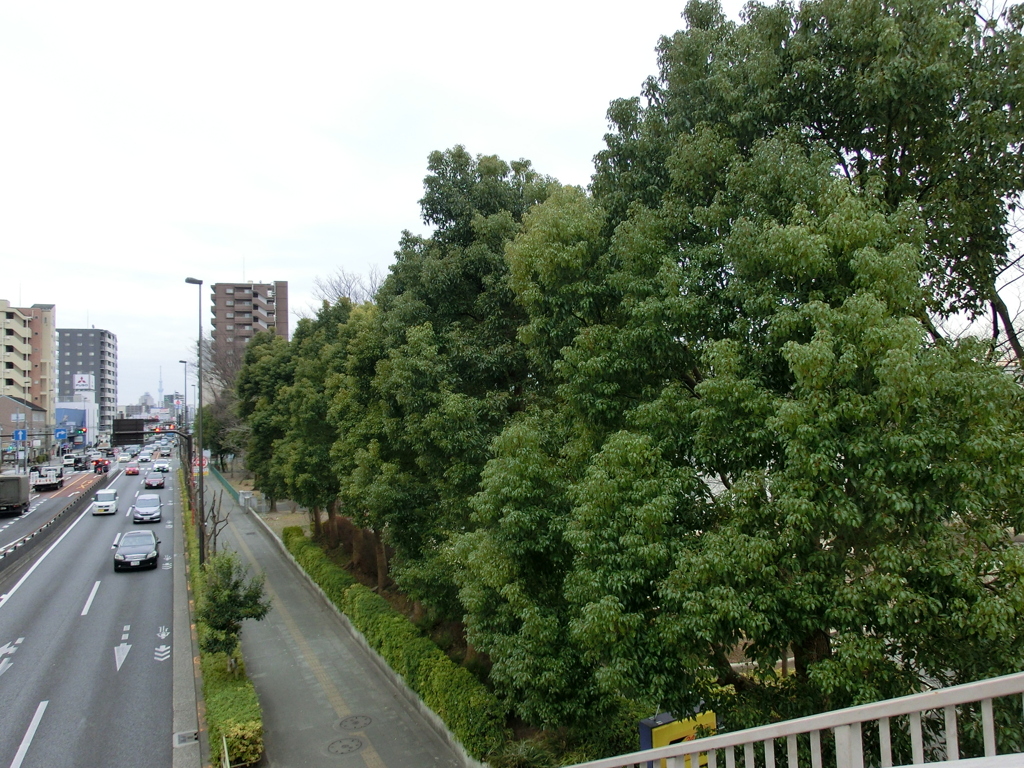 4号線の竹の塚保木間公園の常緑樹の樟