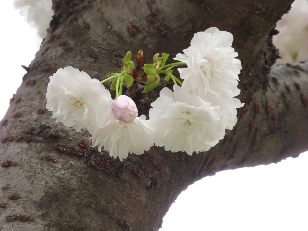 隅田公園の桜・蘭々