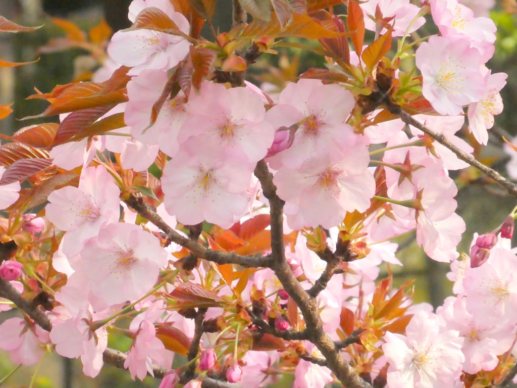 上野輪王寺跡の御車返しの桜