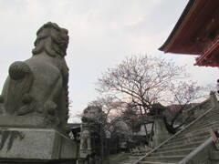 清水寺仁王門の狛犬　でも神社の方が多いかな