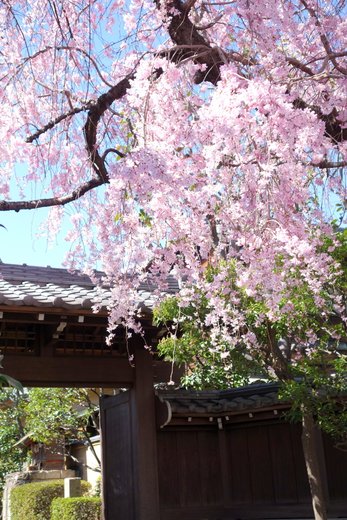 陽光の輝く寺院の八重紅枝垂れ