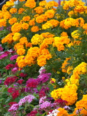 沿道の花壇マリーゴールドとペンタス