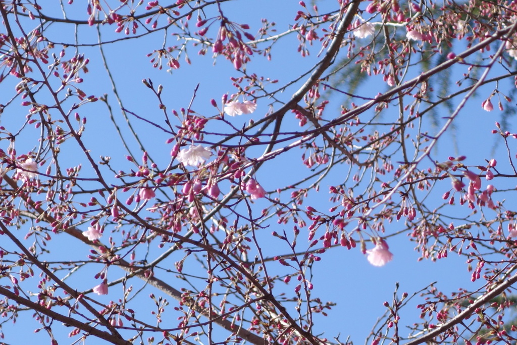 新品種の江戸彼岸桜系の八重紅枝垂れの実生舞姫
