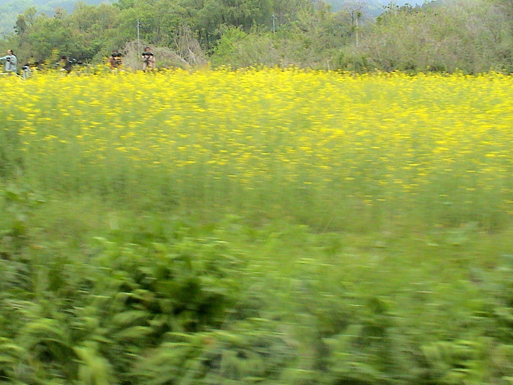 秩父鉄道のSLの車窓から菜の花畑