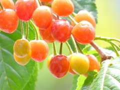 近所のシナミザクラのさくらんぼ