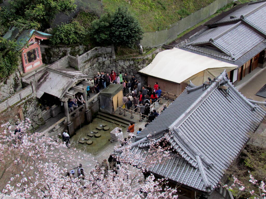 清水の舞台から飛び降りる、下には人の行列手水舎がでも桜が綺麗