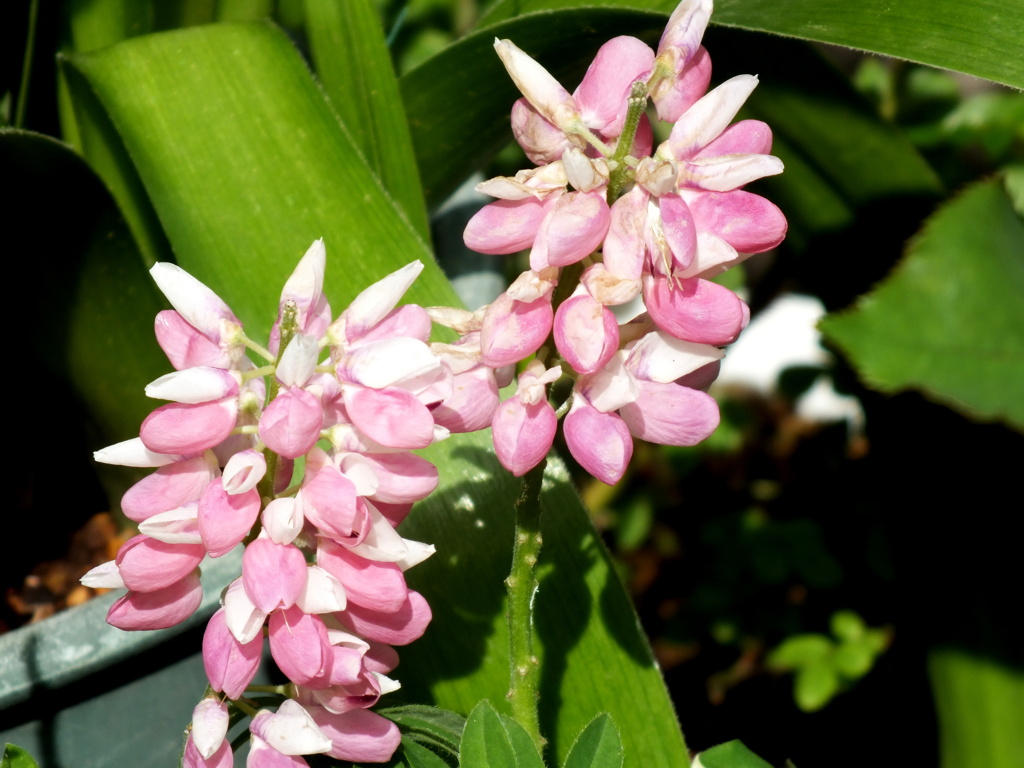 ミニルピナスピンク