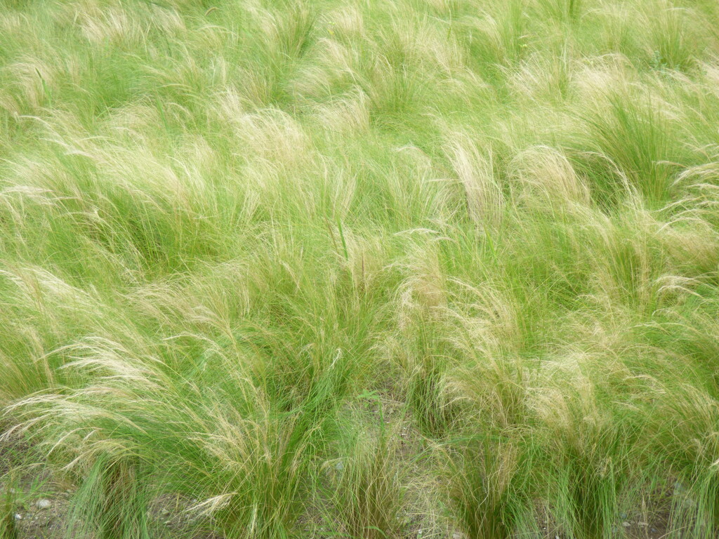 隅田川沿いの公園のスティパ