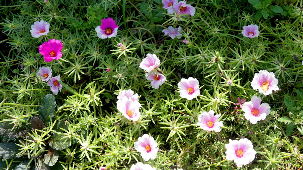 一堂に会するまだ夏姿