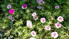 一堂に会するまだ夏姿