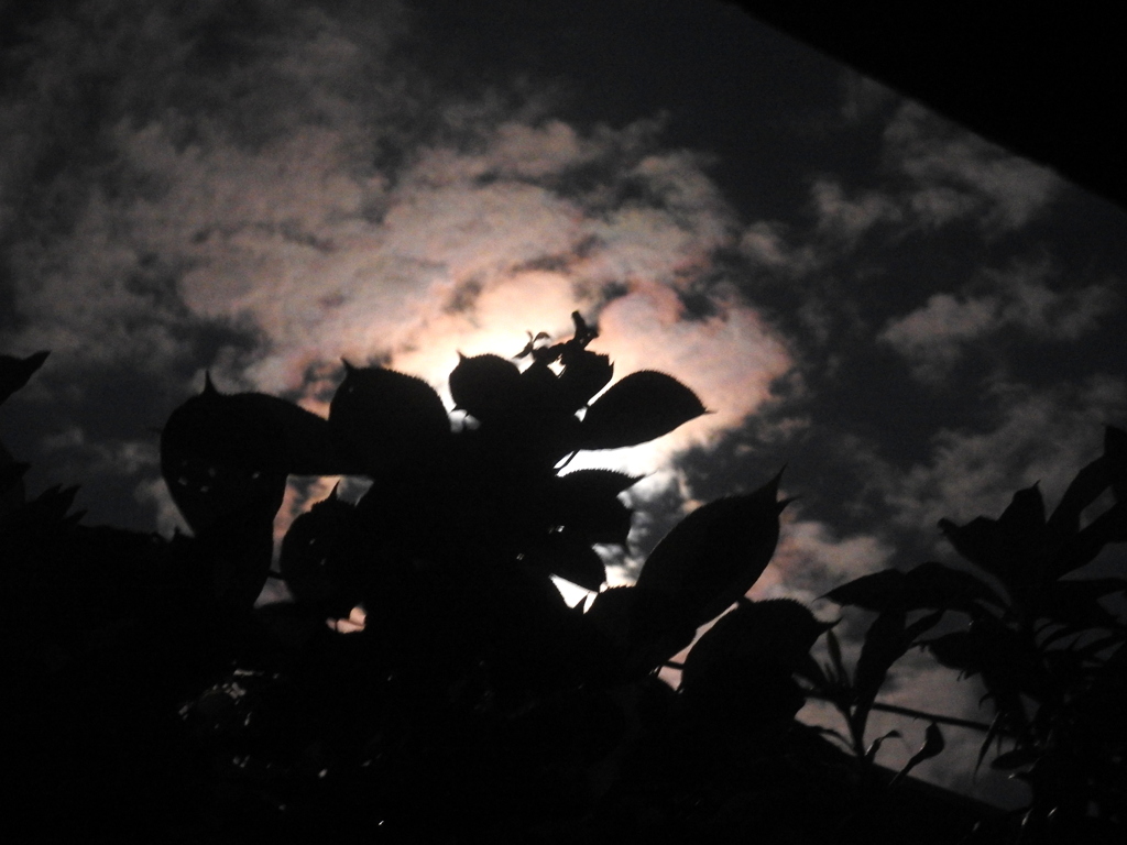 木陰の太陽周辺の雲